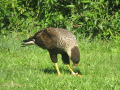 Caracara plancus