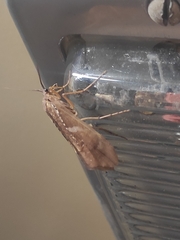 Nemotaulius punctatolineatus