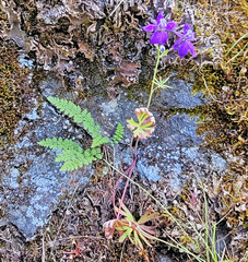 Delphinium depauperatum