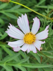Cosmos parviflorus