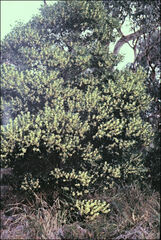 Acacia melanoxylon