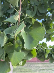 Ginkgo biloba