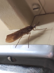 Nemotaulius punctatolineatus