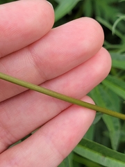 Cosmos parviflorus