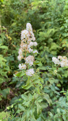 Spiraea alba