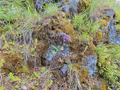 Delphinium depauperatum