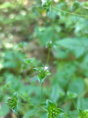 Elephantopus carolinianus