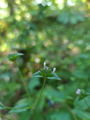 Elephantopus carolinianus