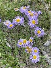 Erigeron speciosus