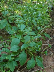 Elephantopus carolinianus