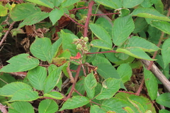 Rubus allegheniensis