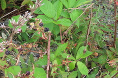 Rubus allegheniensis