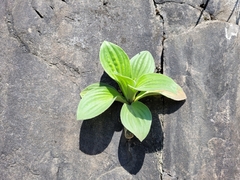 Plantago corvensis