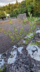 Plantae