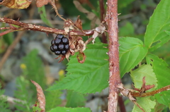 Rubus allegheniensis