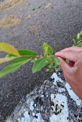 Plantae