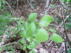 Vaccinium fuscatum