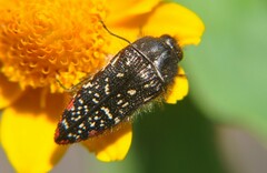 Acmaeodera venusta