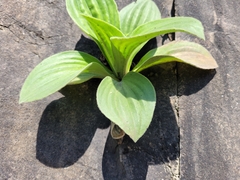 Plantago corvensis