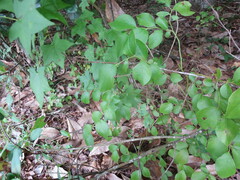 Vaccinium fuscatum