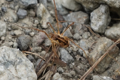 Mitopus