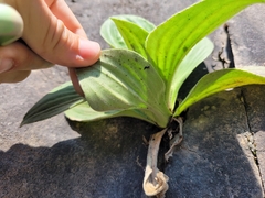 Plantago corvensis