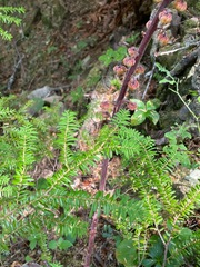 Pterospora andromedea