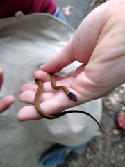 Storeria occipitomaculata