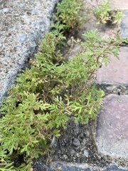Leucospora multifida