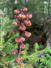 Pterospora andromedea