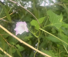 Ipomoea triloba