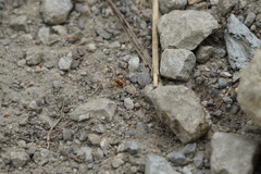 Mitopus