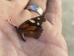 Libytheana carinenta