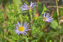 Symphyotrichum