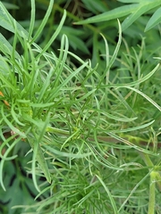 Cosmos parviflorus
