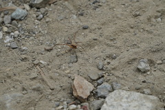 Mitopus