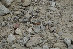 Mitopus