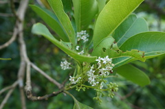Chionanthus ramiflorus