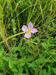 Rhexia mariana