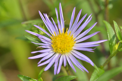 Symphyotrichum