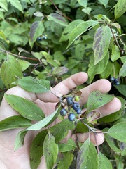 Cornus obliqua