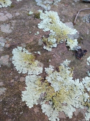 Flavoparmelia baltimorensis