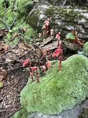 Monotropa hypopitys