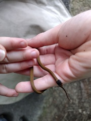 Storeria occipitomaculata