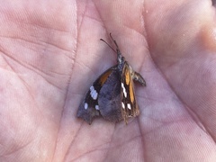 Libytheana carinenta