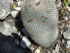 Mammillaria haageana conspicua