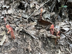 Monotropa hypopitys