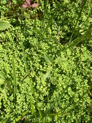 Hypericum anagalloides