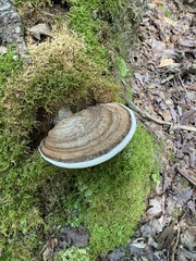 Ganoderma applanatum