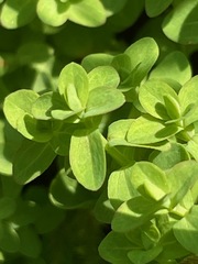 Hypericum anagalloides